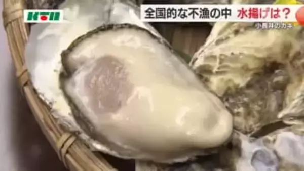 「ぷりぷりでクリーミー」シーズン到来！「小長井産」カキ 水揚げ量は例年並み200t 3月末まで