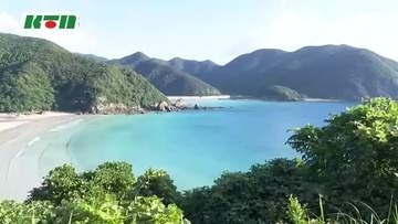秋を告げる花　長崎県五島市でサキシマフヨウ見頃