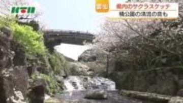 清流に咲くサクラの空中映像　眺めるなら川の上から？それとも下から？　雲仙・橘公園の花見客の答えは
