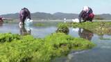 「五島列島で春の訪れを告げる「アオサ」が解禁 海岸一帯がグリーンに染まる…カッパに長靴姿の風物詩」の画像1