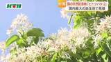 「白く輝く「ヒトツバタゴ」国の天然記念物が国境の島で一斉に花を咲かせる　愛称は「ナンジャモンジャ」」の画像1