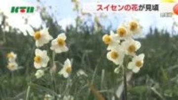 「水仙の丘」で約1千万が見頃に 甘い香り漂うなかで散策楽しむ 夏に十分な雨が降り生育は良好