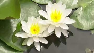 「心字が池」とも　 長崎県五島市の福江城でスイレンの花が見頃　全国的に珍しい城郭内の庭園