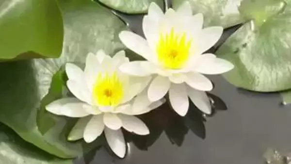 「心字が池」とも　 長崎県五島市の福江城でスイレンの花が見頃　全国的に珍しい城郭内の庭園