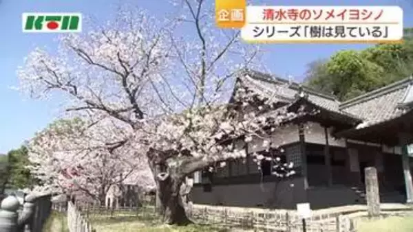 樹齢100年超え「清水寺のソメイヨシノ」人々に愛され、街の移り変わりを見守り続ける…樹木医がまとめた「長崎の300の巨樹・名木」