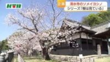 樹齢100年超え「清水寺のソメイヨシノ」人々に愛され、街の移り変わりを見守り続ける…樹木医がまとめた「長崎の300の巨樹・名木」