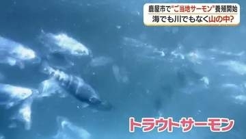 山の湧き水でサーモンを育てる　鹿児島の男性が挑む「大隅から世界へ」の夢