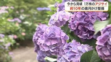 1万株のアジサイが彩る「坂の上のあじさい園」　約10年の歳月かけ整備【鹿児島】