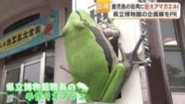 巨大アマガエル1m出現　「かわいい」と話題、鹿児島県立博物館の手作りオブジェで企画展PR