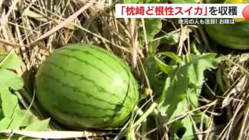 なぜ今？コンクリートから芽を出し成長した「ど根性スイカ」　地元市民も注目！収穫して食べてみた　そのお味は？　鹿児島・枕崎市