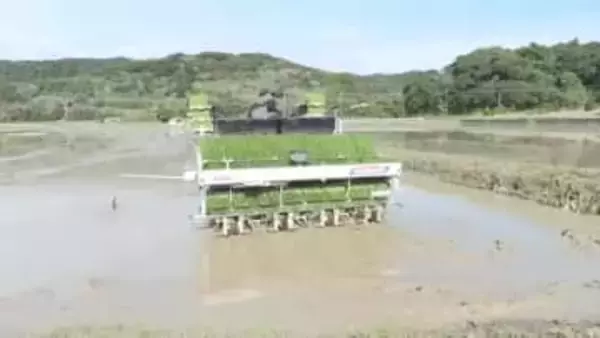 「令和の米騒動」からの増産　南種子・超早場米、作付拡大で95トン見込み　7月収穫へ始動