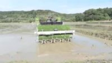 「令和の米騒動」からの増産　南種子・超早場米、作付拡大で95トン見込み　7月収穫へ始動