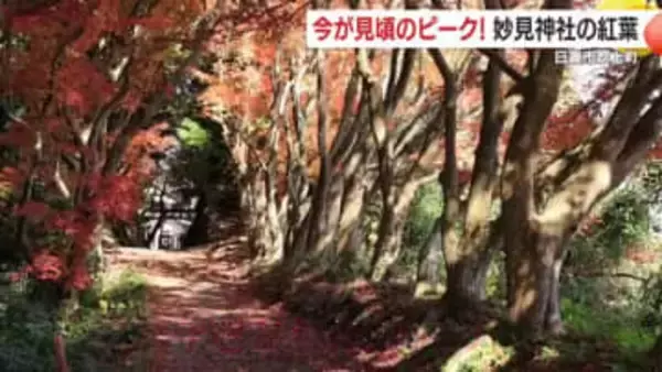 紅葉ピークはまだ間に合う！“もみじのトンネル”と「自分で演出できる」ライトアップ