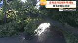 「【中継動画】鹿児島・志布志市の倒木現場は　撤去時期は未定」の画像1