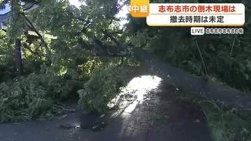 【中継動画】鹿児島・志布志市の倒木現場は　撤去時期は未定