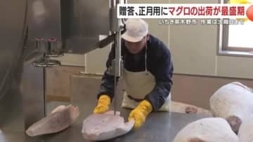 「年末に“極上マグロ”が間に合うワケ」鹿児島・工場の“冷凍→手切り”現場で見た出荷最盛期