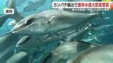 「「『涙が出た』垂水漁協、カンパチ輸出で農水大臣賞　アメリカ中心の販路拡大と次の挑戦へ」の画像1
