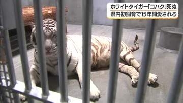 ホワイトタイガーの「コハク」死ぬ　鹿児島市・平川動物公園