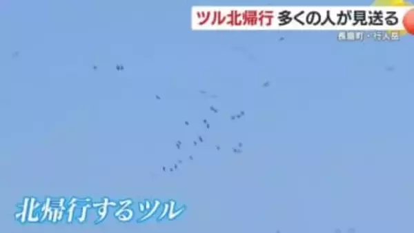 冬の使者　ツルの北帰行ピーク　鹿児島・長島町の行人岳　多くの人でにぎわう
