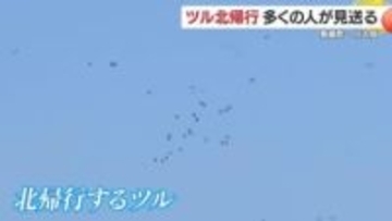 冬の使者　ツルの北帰行ピーク　鹿児島・長島町の行人岳　多くの人でにぎわう