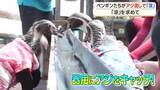 「そうめん流しならぬ「アジ流し」　ペンギンが猛暑を乗り切る涼グルメに夢中【鹿児島】」の画像1