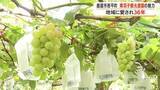 「黒羽子観光農園の魅力　地域に愛され36年　鹿屋市吾平町【鹿児島】」の画像1
