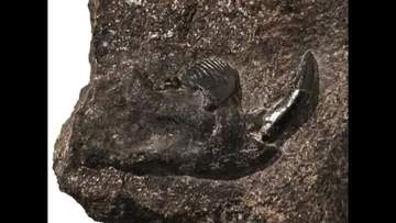 8000万年前の新種哺乳類化石を発見　「コシキバータル・カシマエンシス」と命名　薩摩川内市・甑島