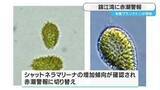 「錦江湾に赤潮警報　鹿児島」の画像1