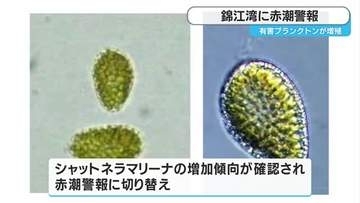 錦江湾に赤潮警報　鹿児島