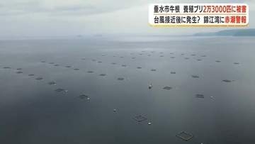 垂水市牛根　養殖ブリ2万3000匹に被害 　台風接近後に発生？　錦江湾に赤潮警報