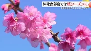 早咲きの春、先取り！沖永良部で咲く「ヒカンザクラ」が鮮やか