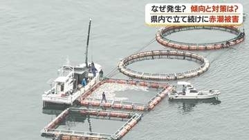 【赤潮警報】鹿児島・長島町で31万匹の養殖ブリが被害　温暖化影響か、発生時期の拡大が深刻