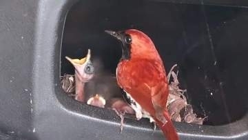 天然記念物の野鳥・アカヒゲが民家に！電動三輪車で子育て中　奄美大島