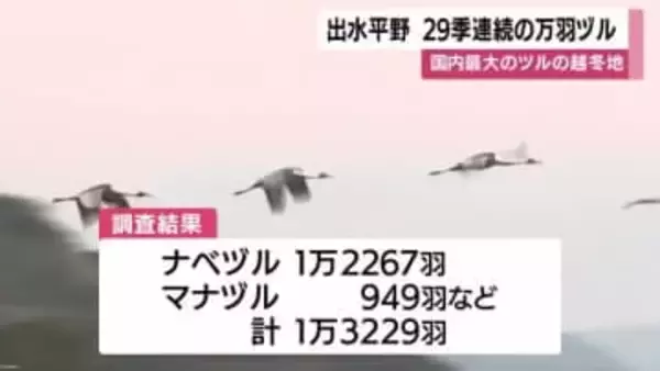 ２９シーズン連続の万羽ヅル計測　鹿児島・出水平野