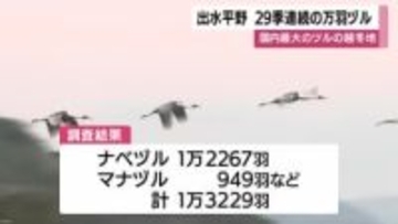 ２９シーズン連続の万羽ヅル計測　鹿児島・出水平野