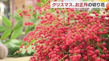 「2025年は買いやすい価格帯に」　鹿児島市の花市場で切り花の取り引き盛況　ダリアや南天など「縁起物」約17万本が並ぶ