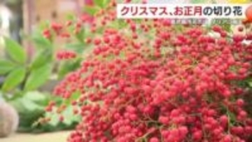 「2025年は買いやすい価格帯に」　鹿児島市の花市場で切り花の取り引き盛況　ダリアや南天など「縁起物」約17万本が並ぶ