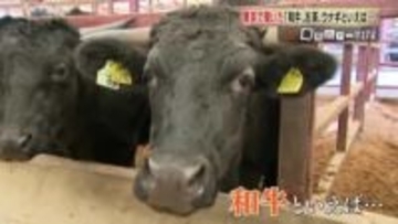 「えっ、和牛1位は鹿児島？」 なぜ鹿児島の和牛・お茶・うなぎは全国で知られないのか 「第一想起」が壁に