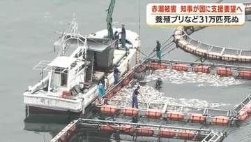 赤潮被害　知事が国に支援要望へ　養殖ブリなど31万匹死ぬ【鹿児島】