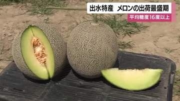 出水特産　メロンの出荷最盛期　平均糖度16度以上【鹿児島】