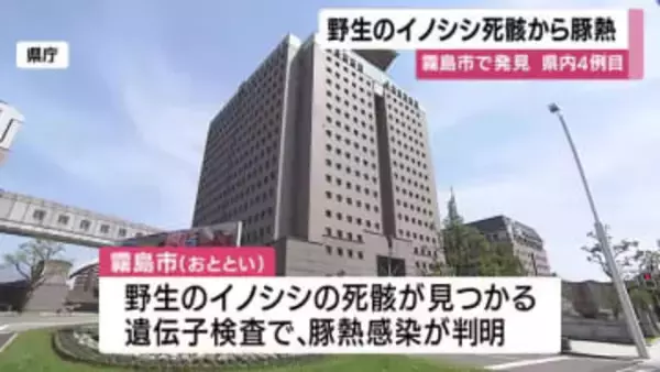 霧島市で野生のイノシシから豚熱　鹿児島県内4例目　養豚場に異常なし
