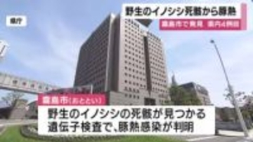 霧島市で野生のイノシシから豚熱　鹿児島県内4例目　養豚場に異常なし