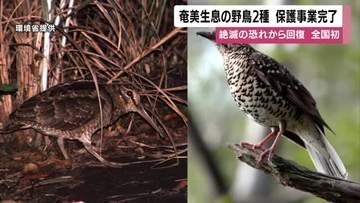 【全国初】奄美生息の野鳥2種、保護事業完了　絶滅の恐れから回復