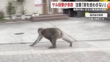 鹿児島市で相次ぐサルの目撃情報　　紫原や桜ヶ丘など鹿児島市南部で通報