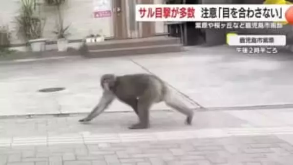 鹿児島市で相次ぐサルの目撃情報　　紫原や桜ヶ丘など鹿児島市南部で通報