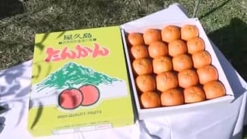 屋久島タンカン収穫スタート「一つ食べればまた欲しくなる味」人気の甘さで品質上々