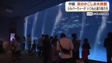 夜のかごしま水族館から生中継　いつもと違う魚たちの姿が見られる！？
