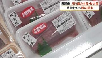 「マグロより旨い」鹿児島の秋の味覚「秋太郎」水揚げ開始　日置市・江口漁港で今年も漁師が夜明け前に出漁