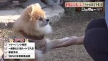 「鹿児島は犬に優しくない？」愛犬家190件アンケートで見えた“共生”の壁と改善のカギ