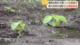 「南九州市・川辺町「シソ苗植え」地元住民が参加　秋収穫は9月下旬予定」の画像1